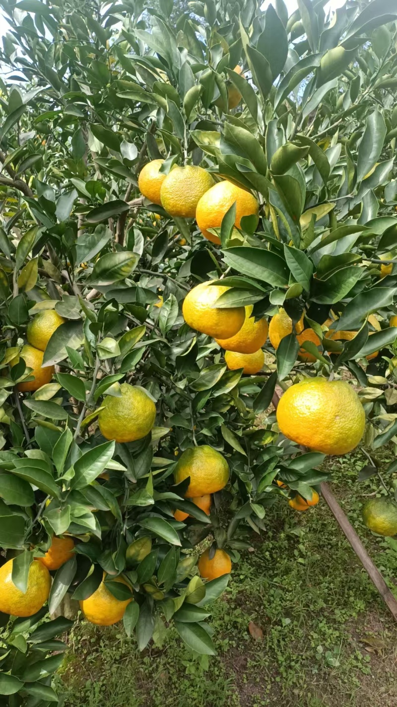 蜜橘/四川精品蜜橘/产地直发\货源充足\对接全国采购商