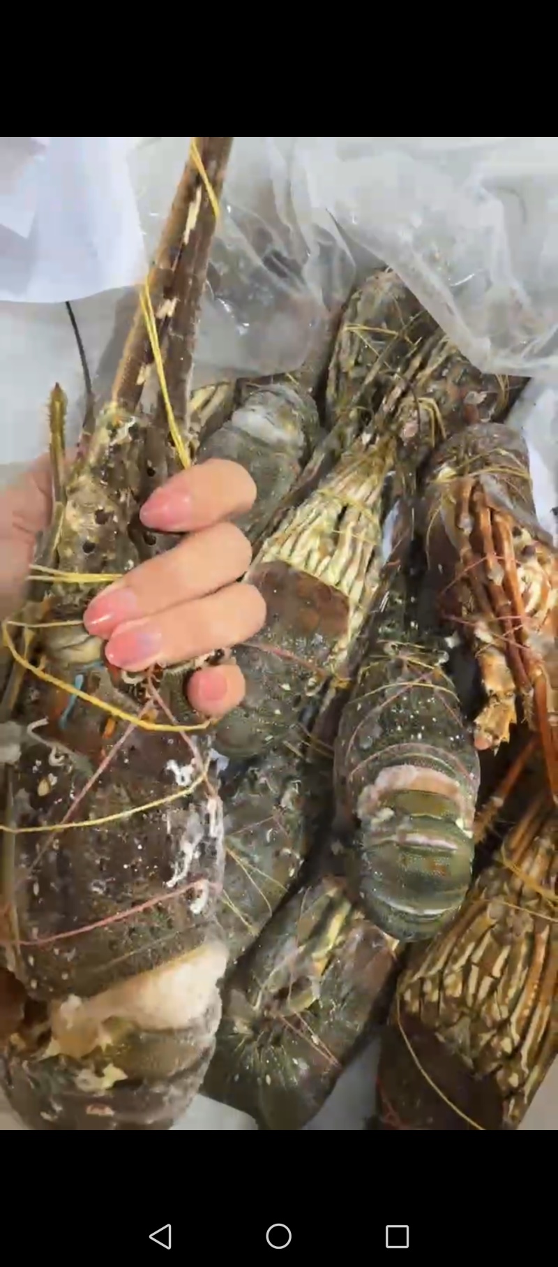 冻龙虾