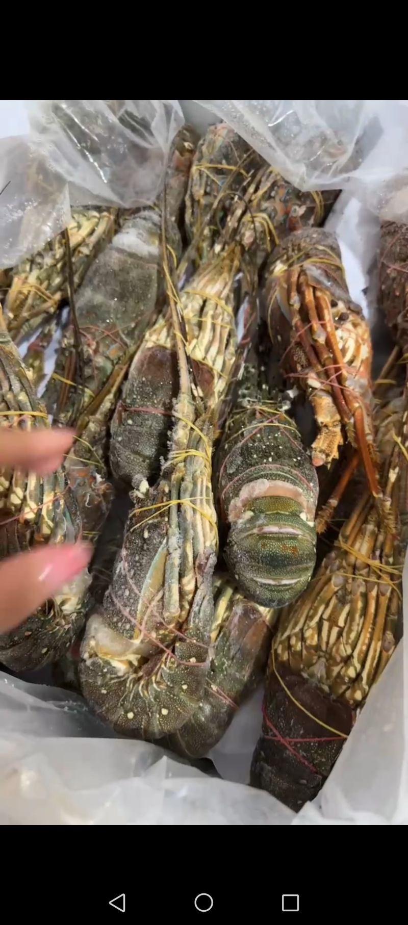 冻龙虾