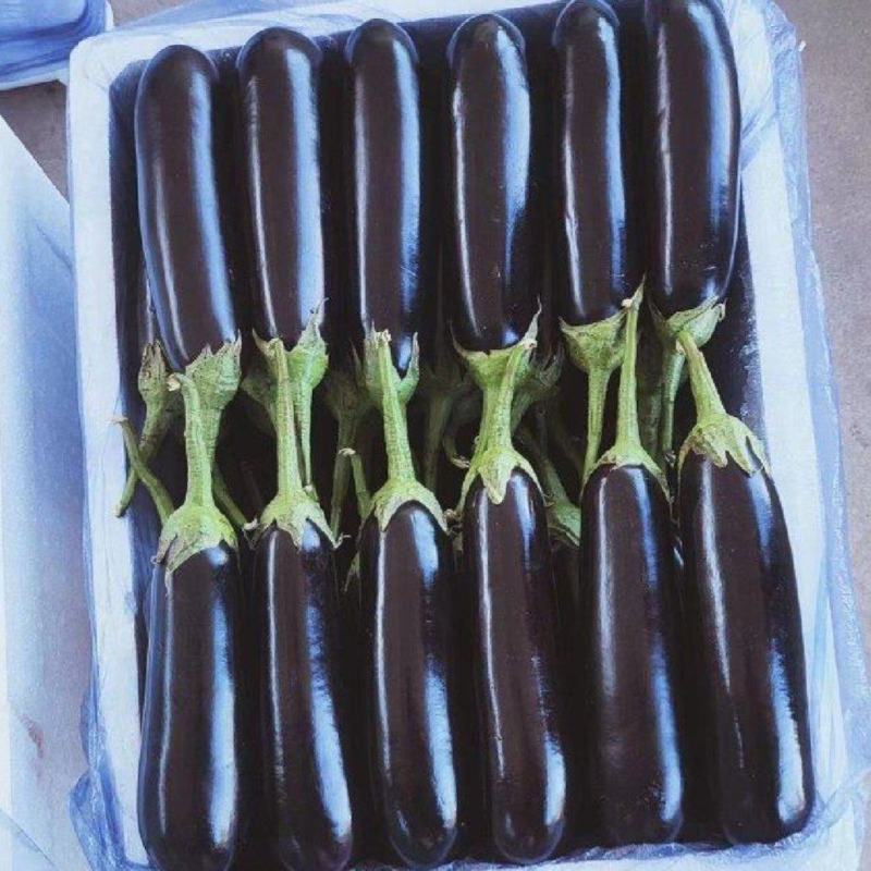 【推荐】本地紫茄供应市场商超电商一手货源量大从优