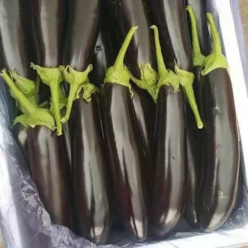 【推荐】本地紫茄供应市场商超电商一手货源量大从优