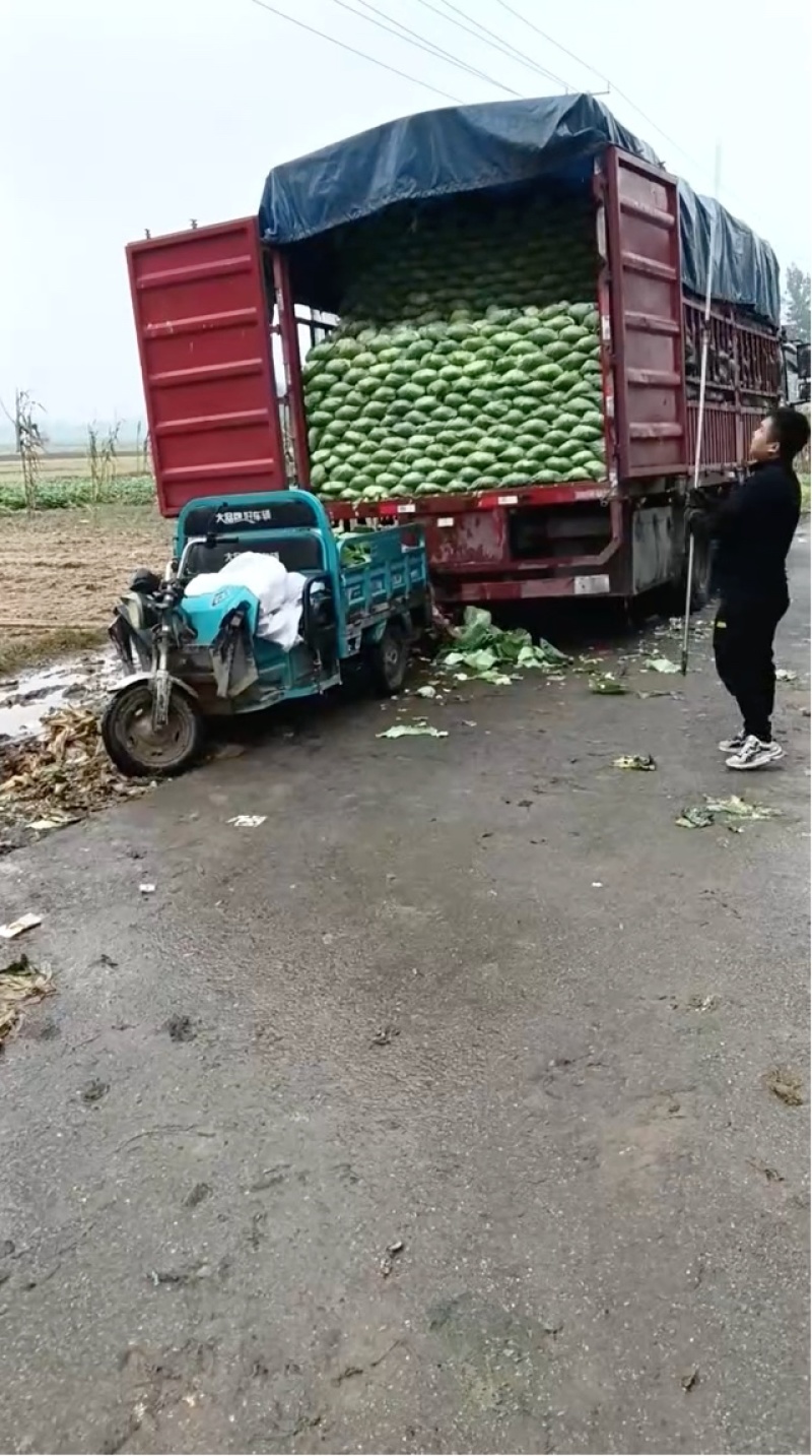 【人工分拣】京丰一号扁包甘蓝菜大量上市欢迎新老客户来电