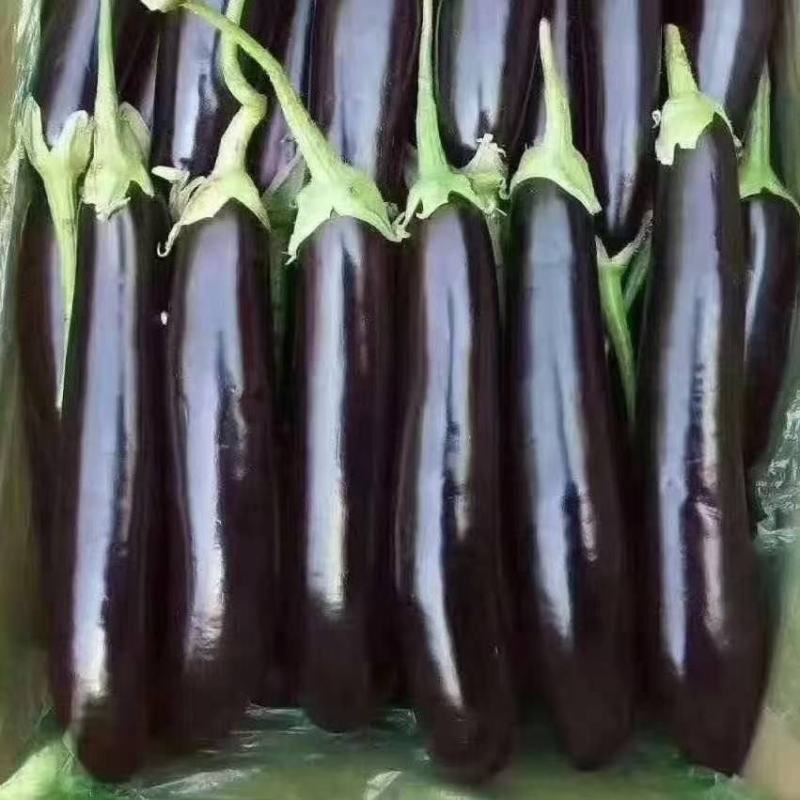 【推荐】本地紫茄供应市场商超电商一手货源量大从优