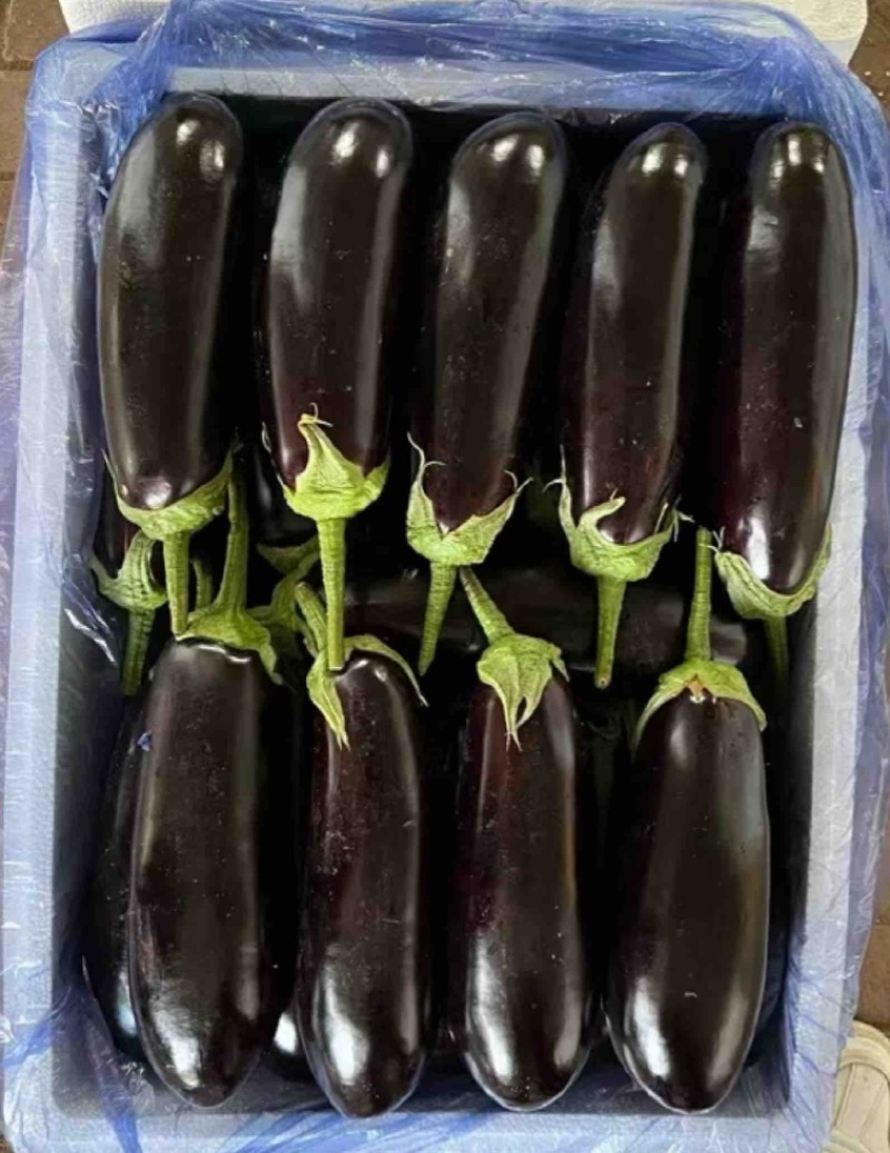 【推荐】本地紫茄供应市场商超电商一手货源量大从优