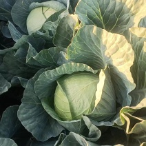 甘肃靖远的莲花白，大量发货