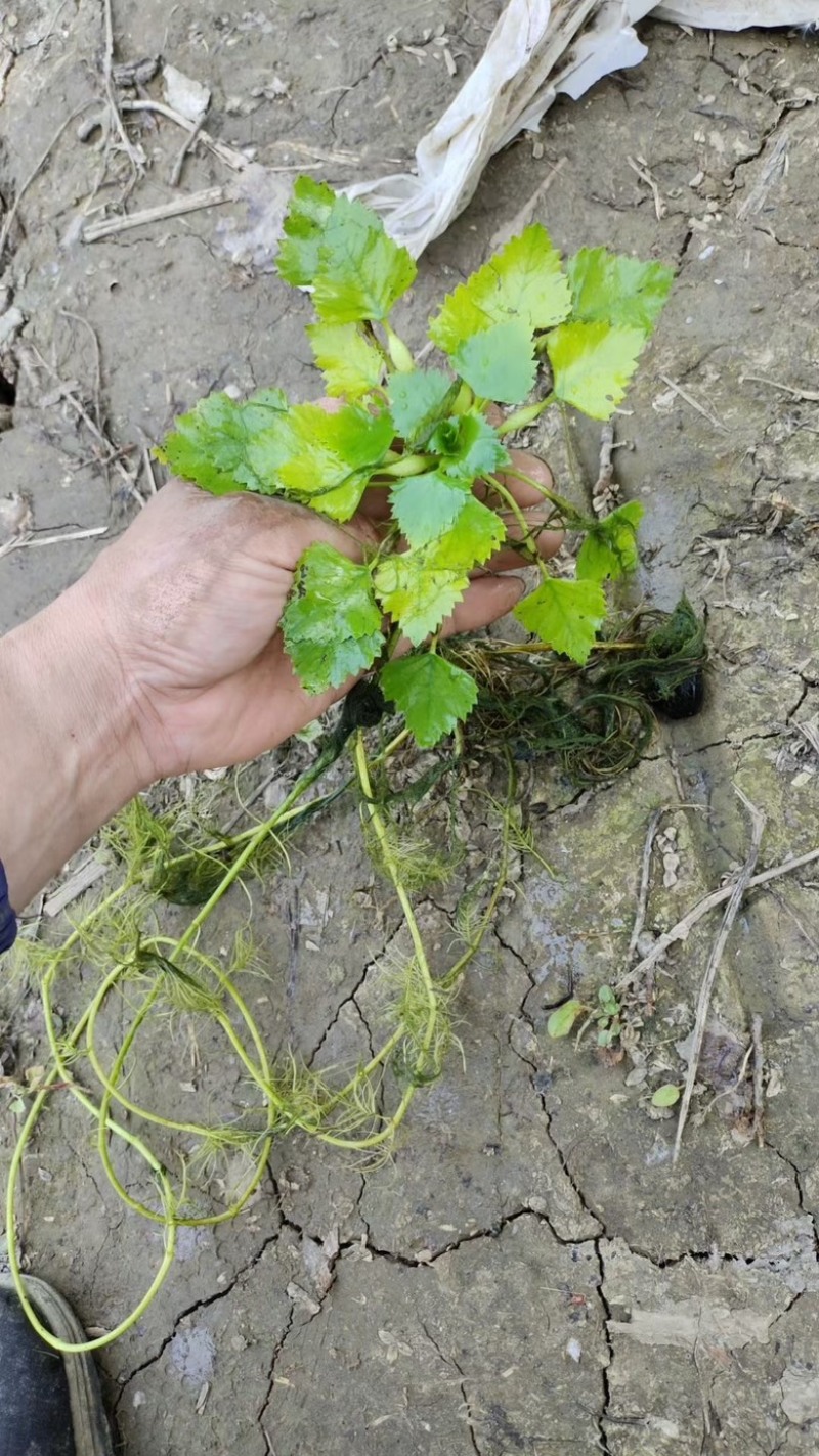 水葫芦凤眼莲菱角铜钱草水生植物大量供应