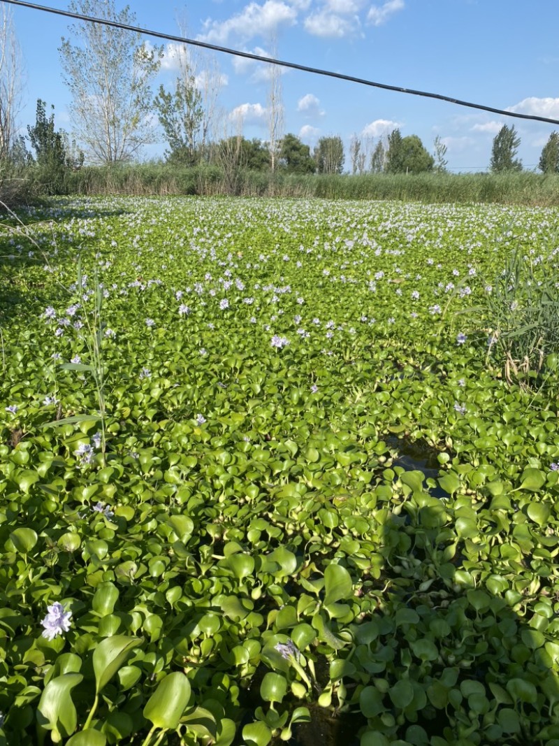 水葫芦凤眼莲菱角铜钱草水生植物大量供应
