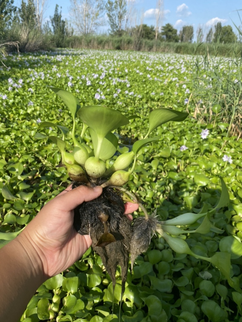 水葫芦凤眼莲菱角铜钱草水生植物大量供应