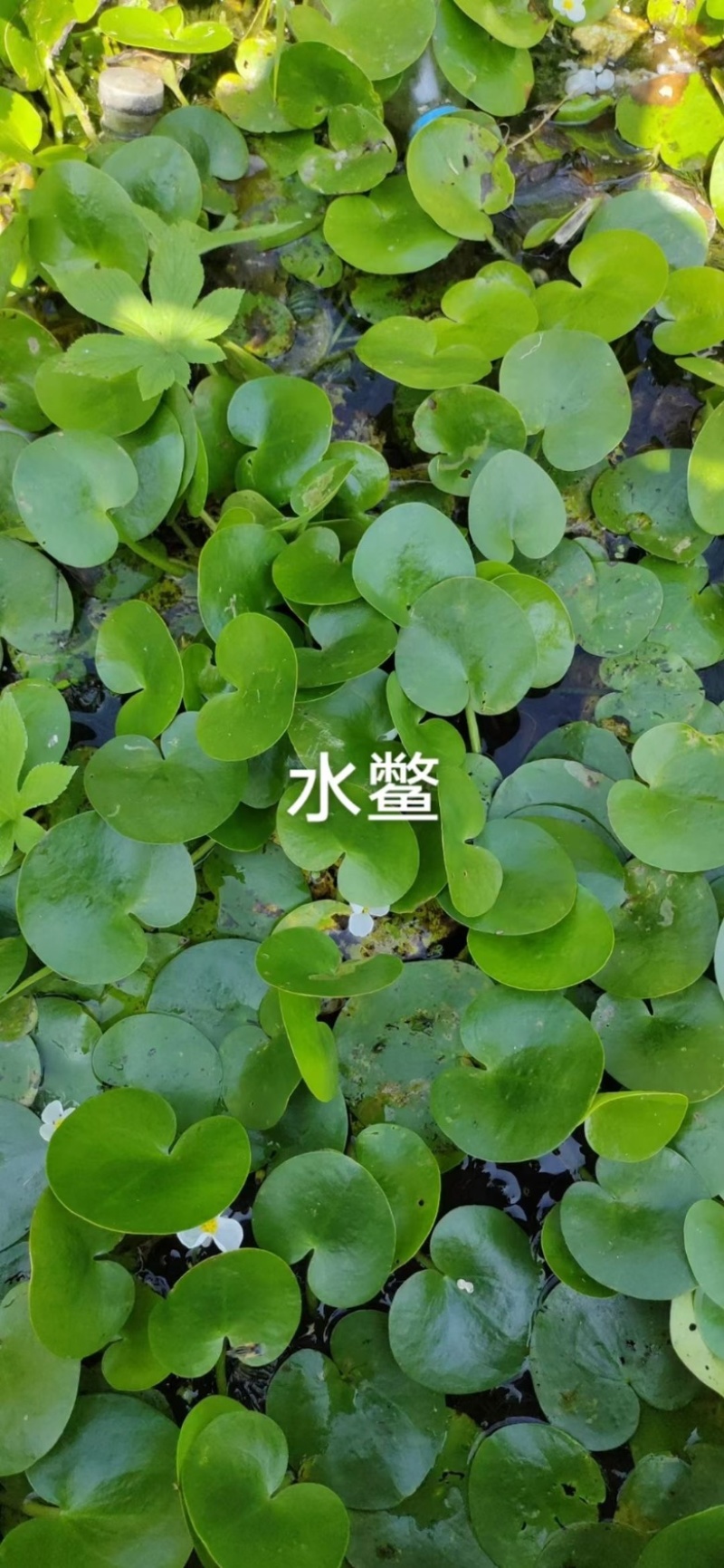 水葫芦凤眼莲菱角铜钱草水生植物大量供应
