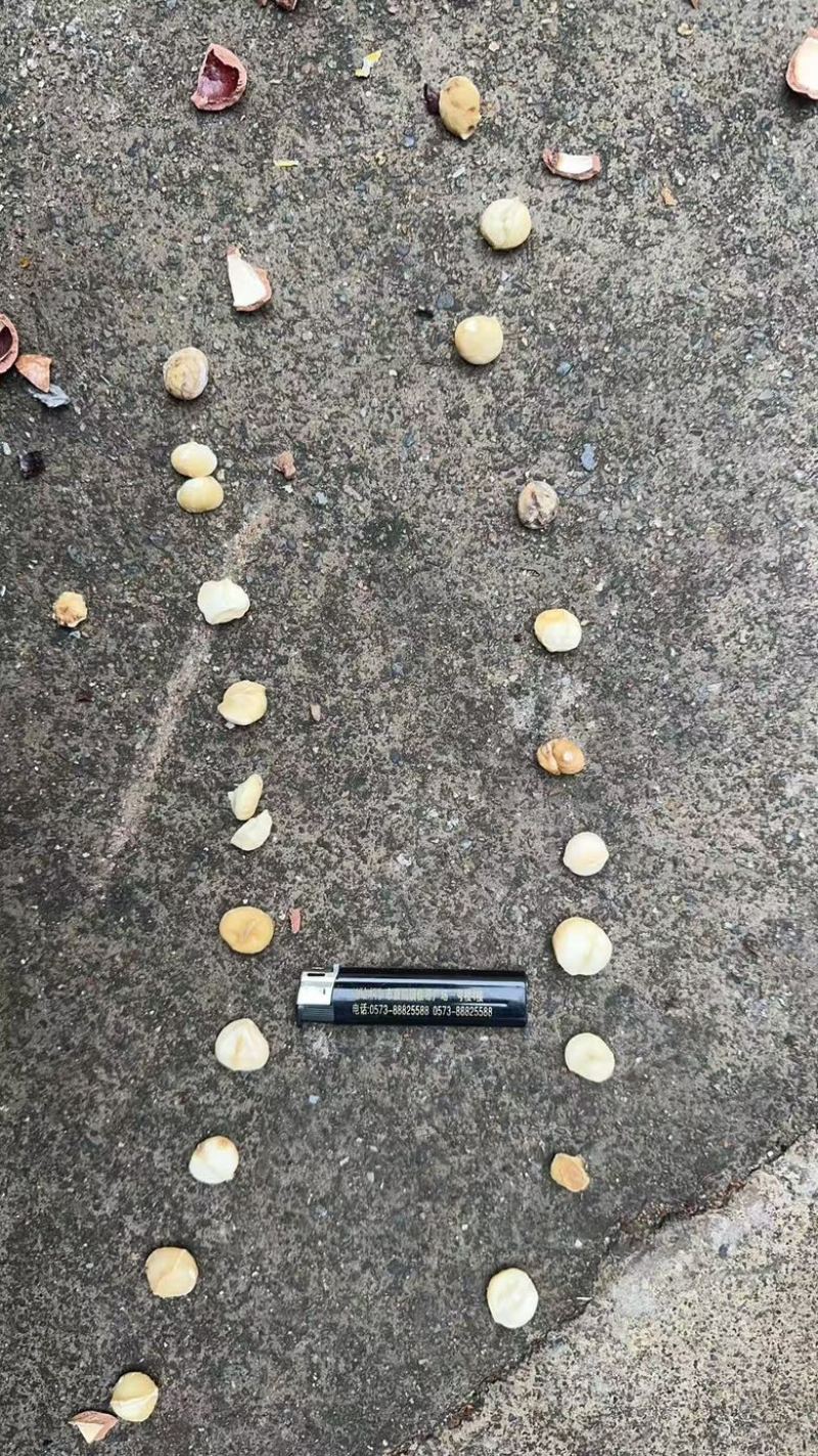 夏威夷果一件代发批发