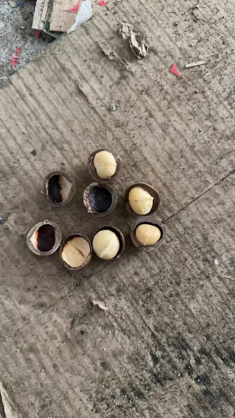夏威夷果一件代发批发
