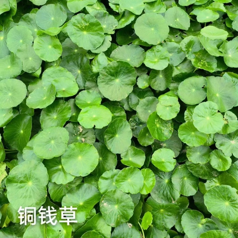 水葫芦凤眼莲菱角铜钱草水生植物大量供应