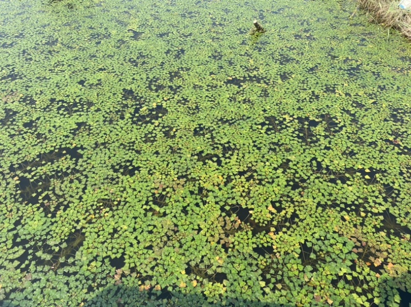 水葫芦凤眼莲菱角铜钱草水生植物大量供应