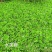 水葫芦凤眼莲菱角铜钱草水生植物大量供应