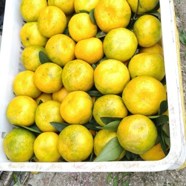 【蜜橘】丹江口早熟蜜橘大量上市供应市场电商商超