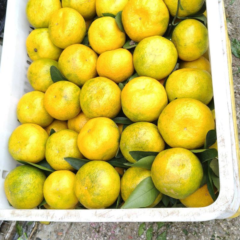 【蜜橘】丹江口早熟蜜橘大量上市供应市场电商商超