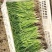 洋葱苗红皮洋葱苗二红半高桩高产洋葱苗栽苗现挖现发无土无杂