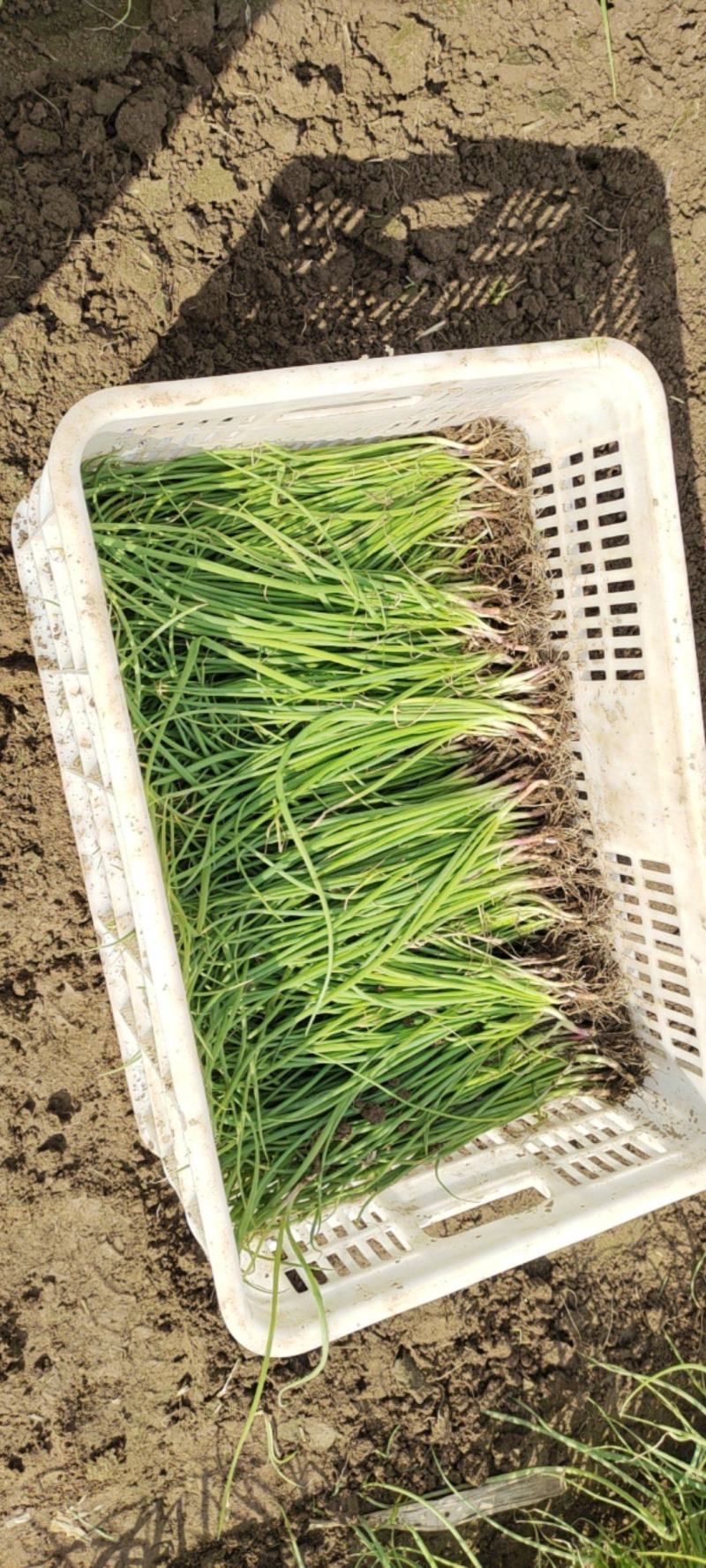 洋葱苗红皮洋葱苗二红半高桩高产洋葱苗栽苗现挖现发无土无杂