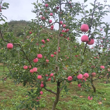 【精选红富士苹果】甘肃产地直发质量保证货源充足全国发货