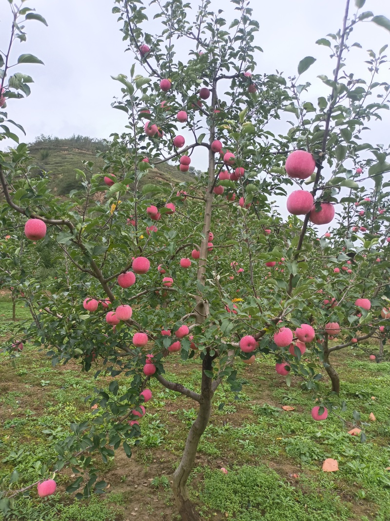 【精选红富士苹果】甘肃产地直发质量保证货源充足全国发货