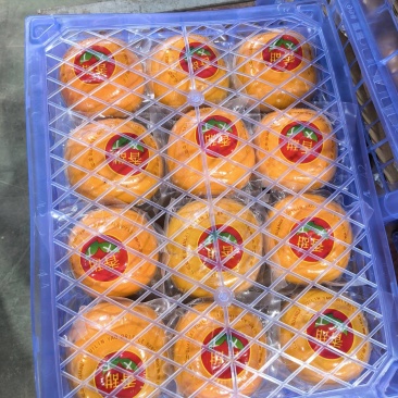 广西恭城柿子
