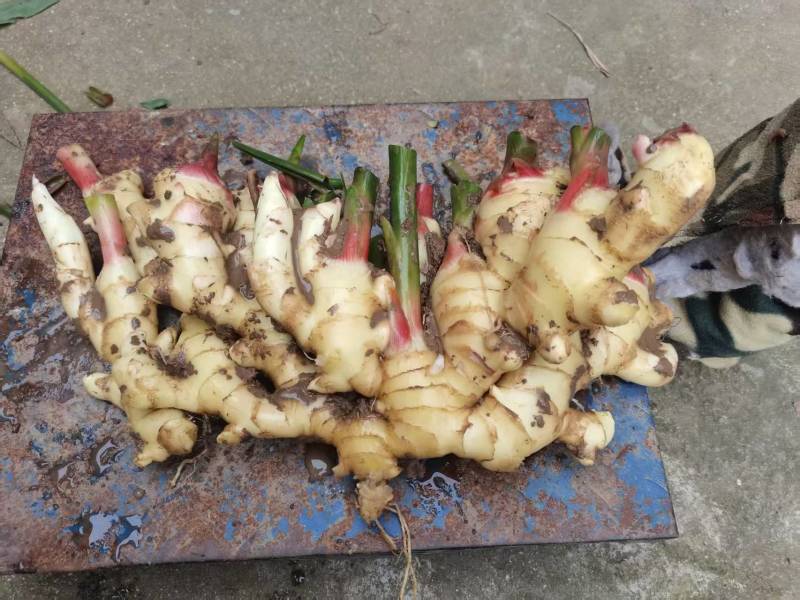 姜种平行4鲜姜，嫩姜，货源充足，有需要的老板直接联系