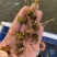 菹草菹草种子麦黄草等各种沉水植物大量供应
