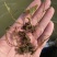 菹草菹草种子麦黄草等各种沉水植物大量供应