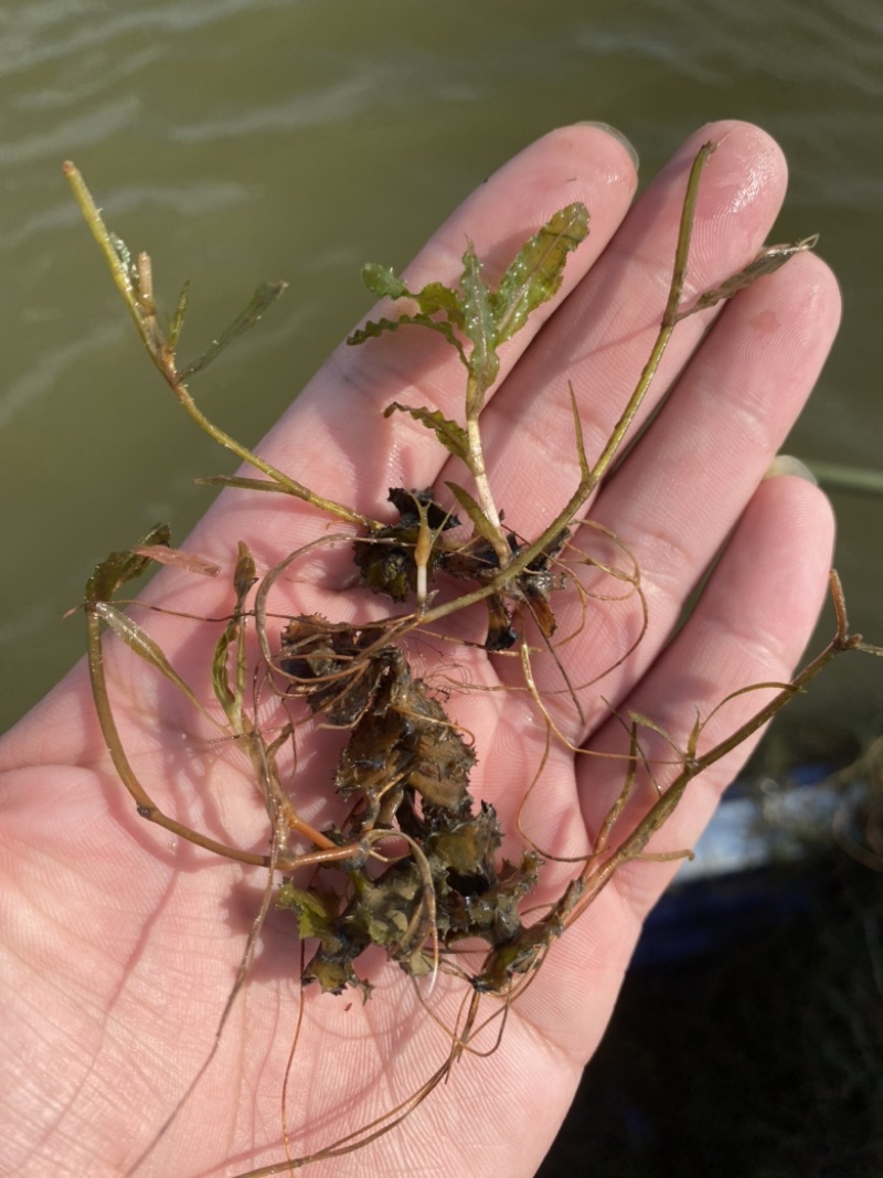 菹草菹草种子麦黄草等各种沉水植物大量供应