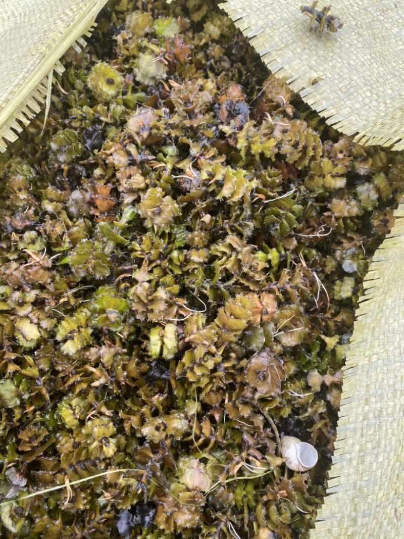 菹草菹草种子麦黄草等各种沉水植物大量供应