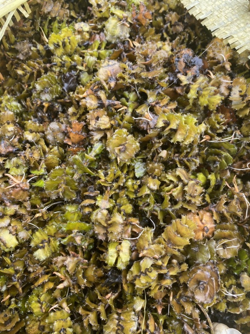 菹草菹草种子麦黄草等各种沉水植物大量供应