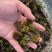 菹草菹草种子麦黄草等各种沉水植物大量供应