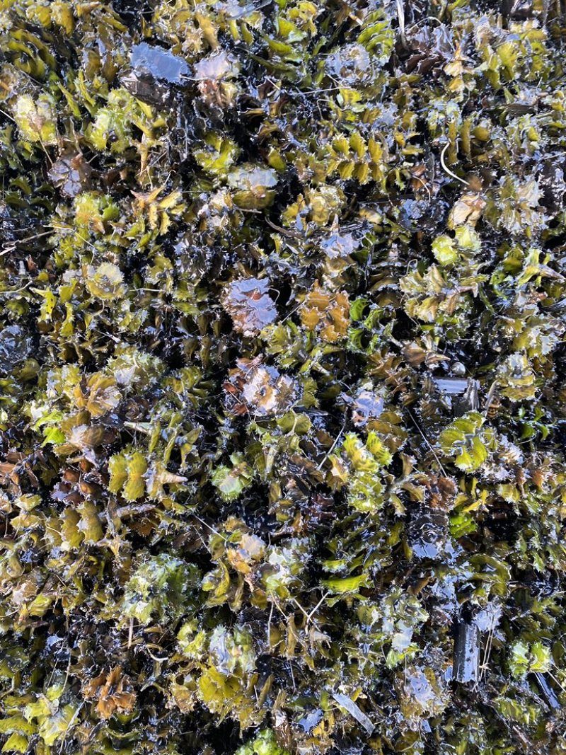 菹草菹草种子麦黄草等各种沉水植物大量供应