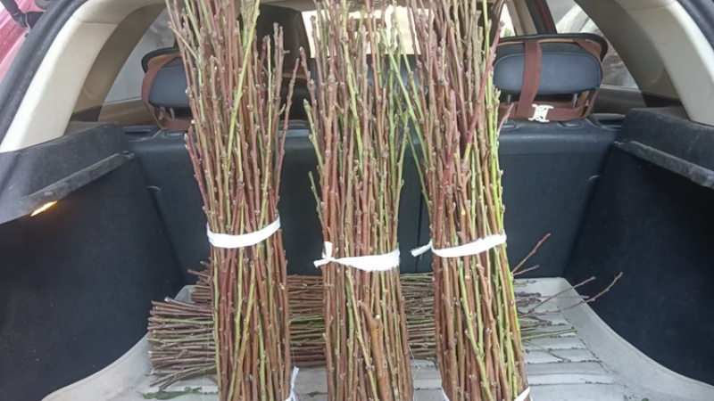桃花鲜切枝条