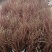 桃花鲜切枝条