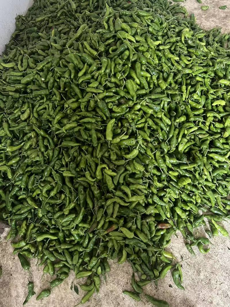 【推荐】本地辣椒供应市场商超电商一手货源量大从优