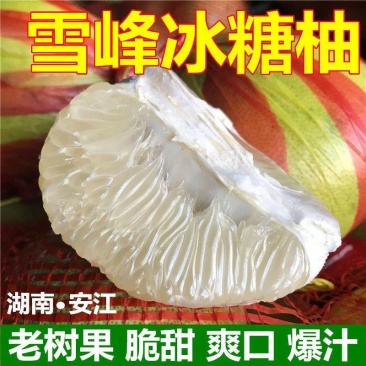 湖南安江冰糖柚雪峰柚清甜鲜嫩即将下架欲购从速