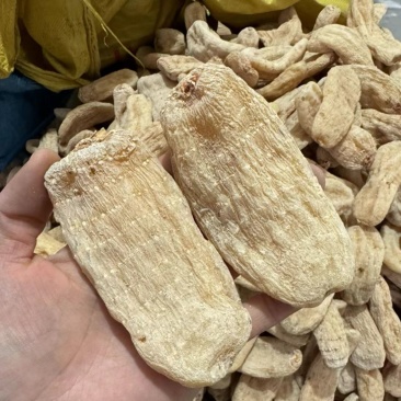 电商直供,鲜天干天麻直供,贵州深山老天麻晾干无硫干天麻