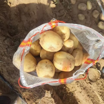 甘肃纯沙地精品黄心土豆，需要咨询