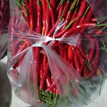 青红线椒