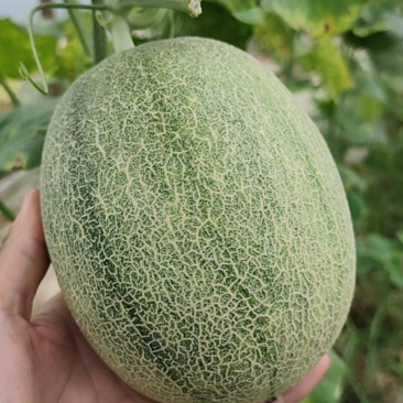 晓蜜25哈密瓜