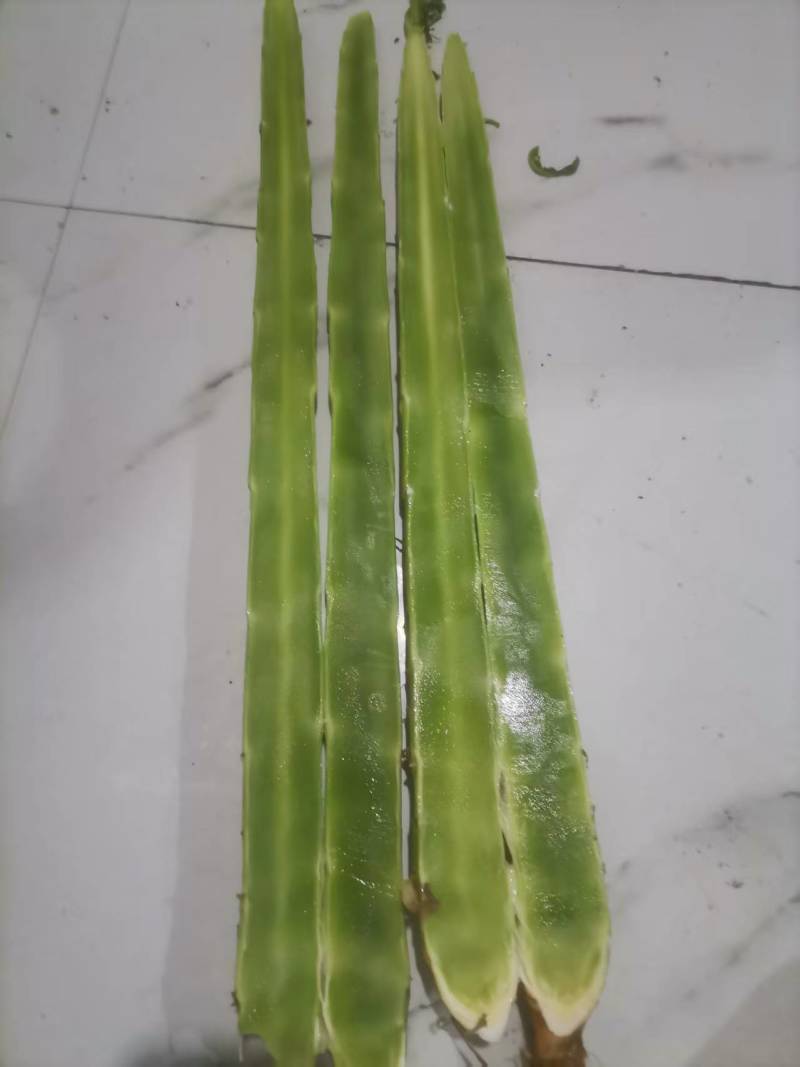 莴苣大量有货基地直供品质优可对接市场商超欢迎咨询来电