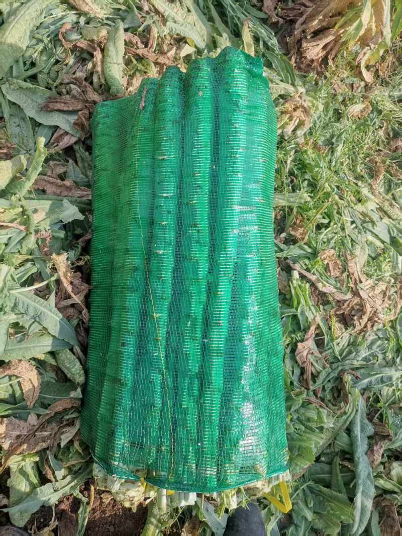 莴苣大量有货基地直供品质优可对接市场商超欢迎咨询来电