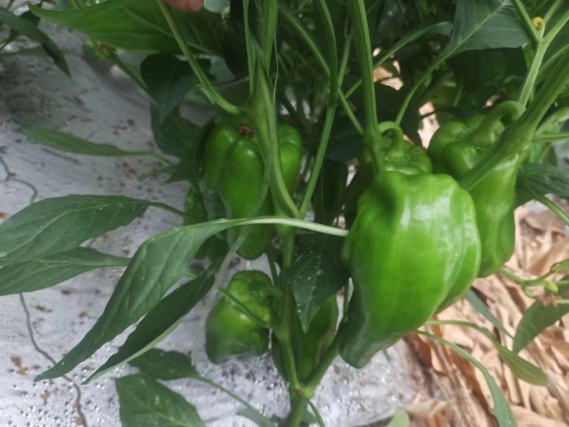 新鲜上市山东济南商河鲜辣椒薄皮椒欢迎进店欢迎电联