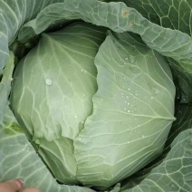 小甘蓝大量有货基地直供品质优现摘现发欢迎咨询来电