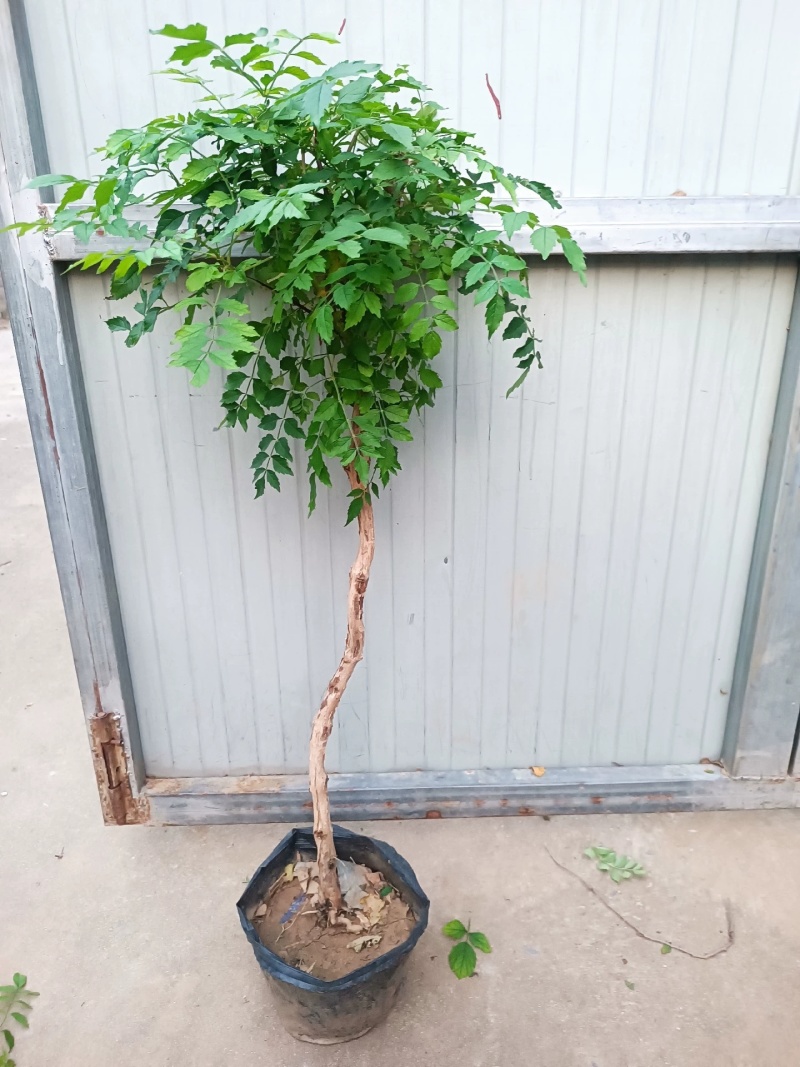 凌霄花苗大花盆栽爬藤植物庭院好养攀爬花卉藤本苗木四季观赏