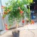 凌霄花苗大花盆栽爬藤植物庭院好养攀爬花卉藤本苗木四季观赏
