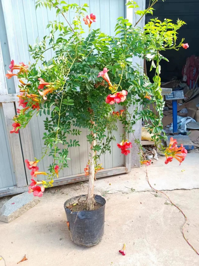 凌霄花苗大花盆栽爬藤植物庭院好养攀爬花卉藤本苗木四季观赏