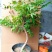 凌霄花苗大花盆栽爬藤植物庭院好养攀爬花卉藤本苗木四季观赏