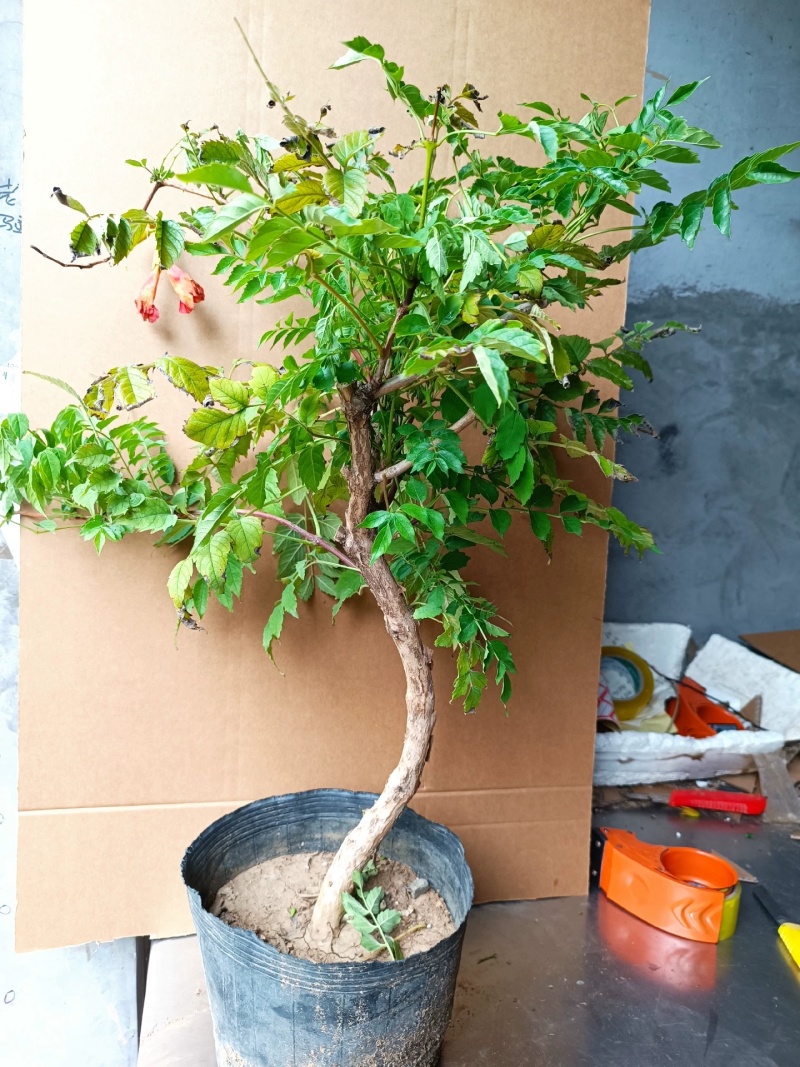 凌霄花苗大花盆栽爬藤植物庭院好养攀爬花卉藤本苗木四季观赏